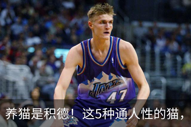 养猫是积德！这5种通人性的猫，只有心善的人才能遇见，你是吗？